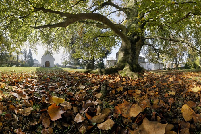 Wolfgang Scholer: Bäume
