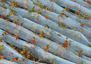 Eva Sonne-Krings - Blick ins Land