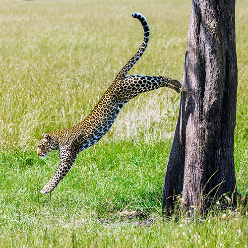 Dr. Reinhard Radke - Tierfotografie - mehr als nur Ästhetik